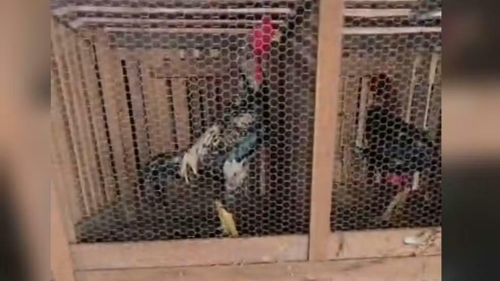 Rinha clandestina com mais de 60 galos é descoberta durante operação em Santarém.